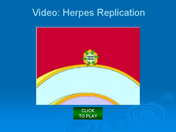Video: Herpes Replication CLICK TO PLAY 