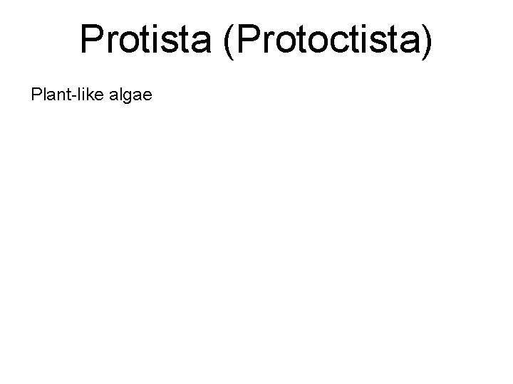 Protista (Protoctista) Plant-like algae 