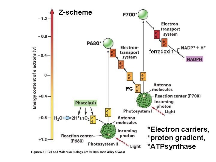 Z-scheme ferredoxin PC *Electron carriers, *proton gradient, *ATPsynthase 