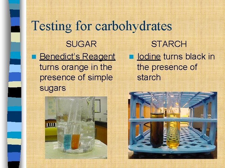 Testing for carbohydrates SUGAR n Benedict’s Reagent turns orange in the presence of simple