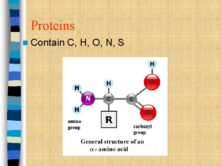 Proteins n Contain C, H, O, N, S Proteins n Contain C, H, O, N, S