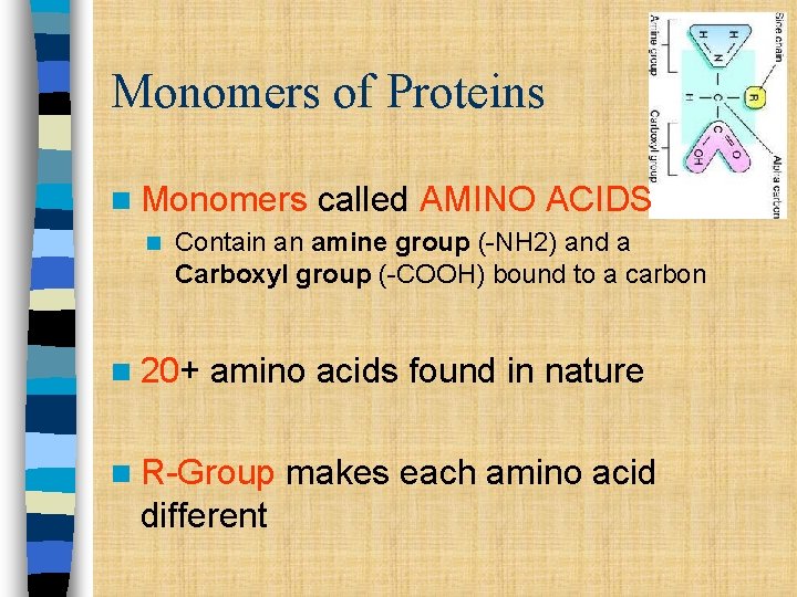 Monomers of Proteins n Monomers n called AMINO ACIDS Contain an amine group (-NH Monomers of Proteins n Monomers n called AMINO ACIDS Contain an amine group (-NH