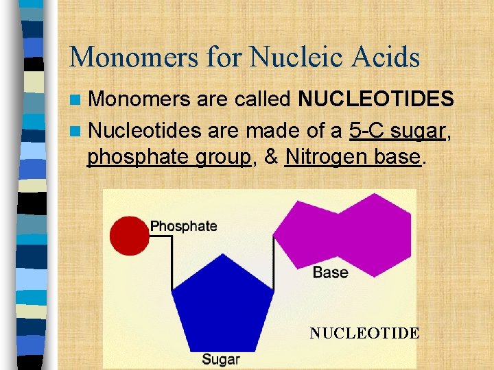 Monomers for Nucleic Acids n Monomers are called NUCLEOTIDES n Nucleotides are made of