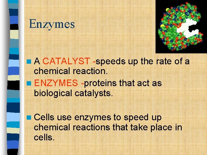 Enzymes n. A CATALYST -speeds up the rate of a chemical reaction. n ENZYMES