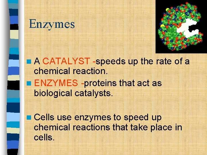 Enzymes n. A CATALYST -speeds up the rate of a chemical reaction. n ENZYMES Enzymes n. A CATALYST -speeds up the rate of a chemical reaction. n ENZYMES