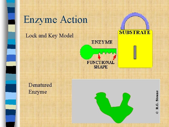 Enzyme Action Lock and Key Model Denatured Enzyme 