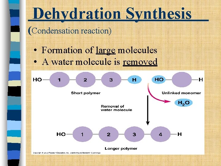 Dehydration Synthesis (Condensation reaction) • Formation of large molecules • A water molecule is