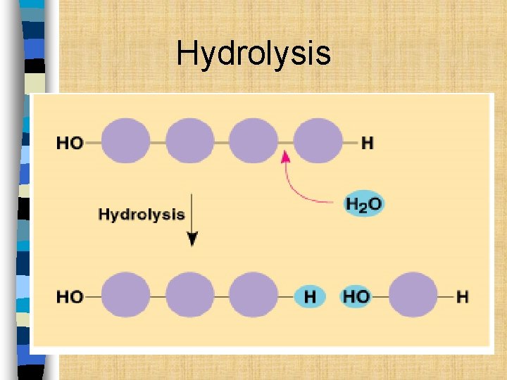 Hydrolysis 