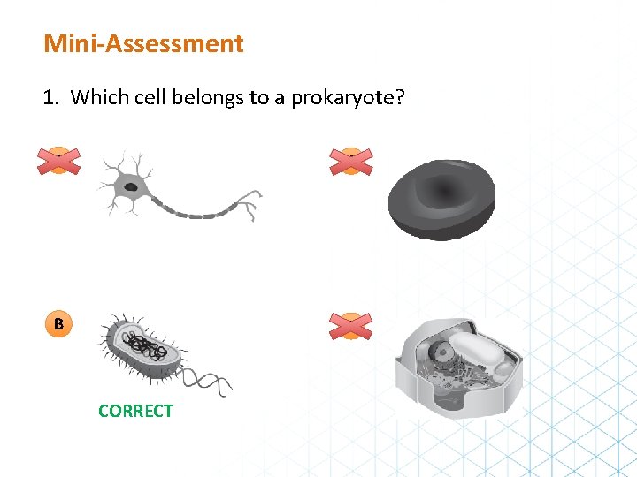 Mini-Assessment 1. Which cell belongs to a prokaryote? A C B D CORRECT 