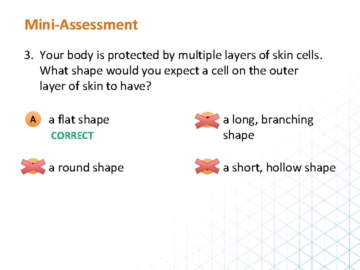 Mini-Assessment 3. Your body is protected by multiple layers of skin cells. What shape