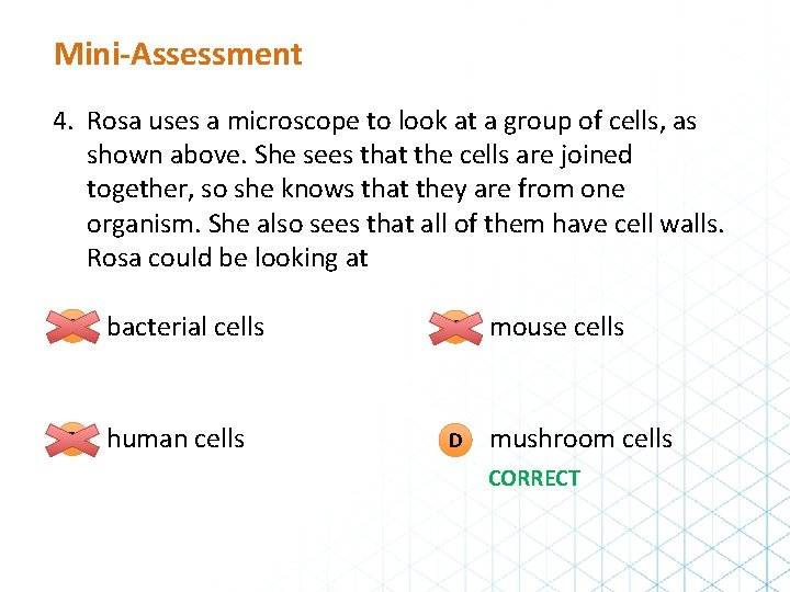 Mini-Assessment 4. Rosa uses a microscope to look at a group of cells, as