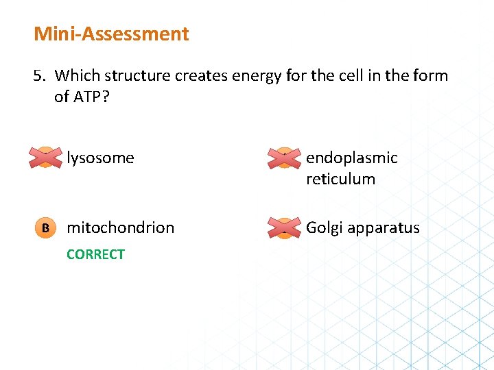 Mini-Assessment 5. Which structure creates energy for the cell in the form of ATP?