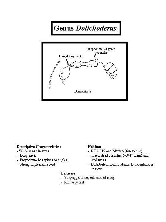 Genus Dolichoderus Propodeum has spines or angles Long skinny neck Descriptive Characteristics: - W