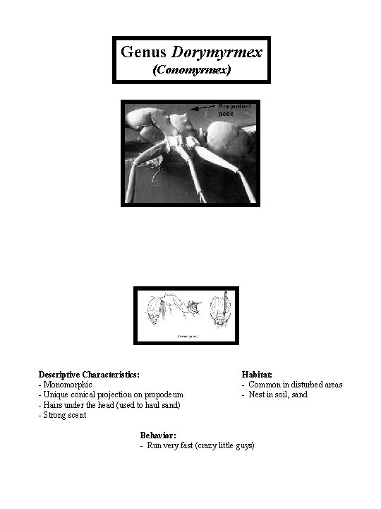 Genus Dorymyrmex (Conomyrmex) Descriptive Characteristics: - Monomorphic - Unique conical projection on propodeum -