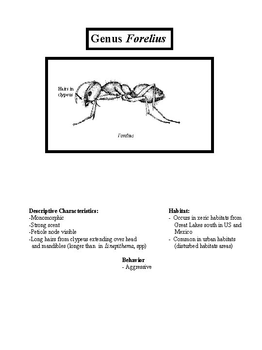 Genus Forelius Hairs in clypeus Descriptive Characteristics: -Monomorphic -Strong scent -Petiole node visible -Long