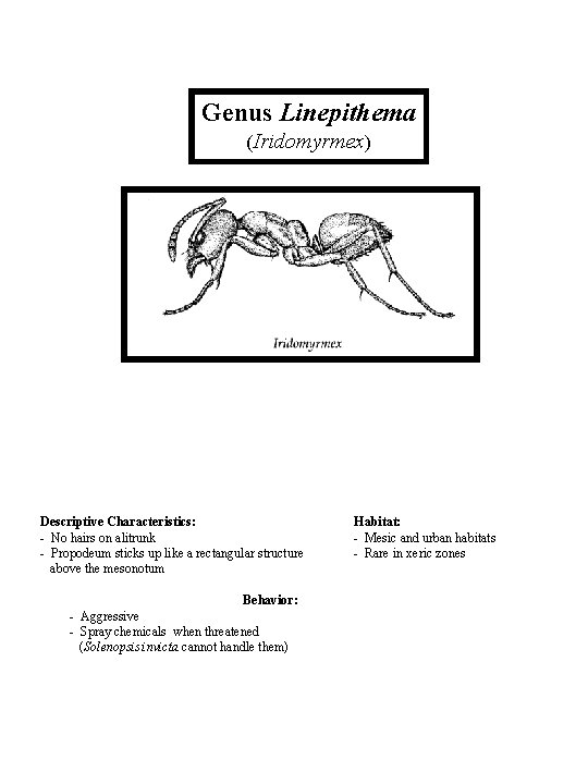 Genus Linepithema (Iridomyrmex) Descriptive Characteristics: - No hairs on alitrunk - Propodeum sticks up