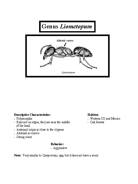 Genus Liometopum Alitrunk convex Descriptive Characteristics: - Polymorphic - Eyes not on edges, they