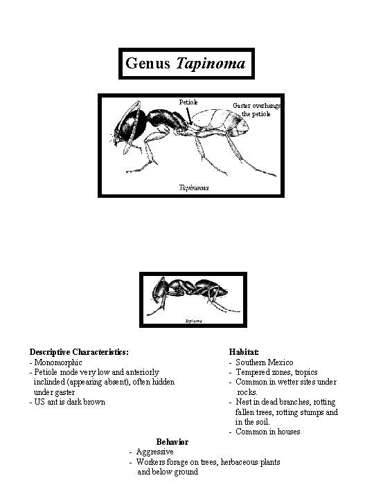 Genus Tapinoma Petiole Descriptive Characteristics: - Monomorphic - Petiole mode very low and anteriorly