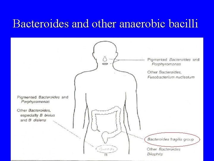 Bacteroides and other anaerobic bacilli 