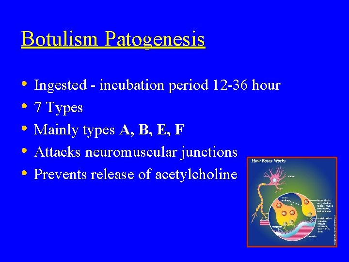 Botulism Patogenesis • • • Ingested - incubation period 12 -36 hour 7 Types