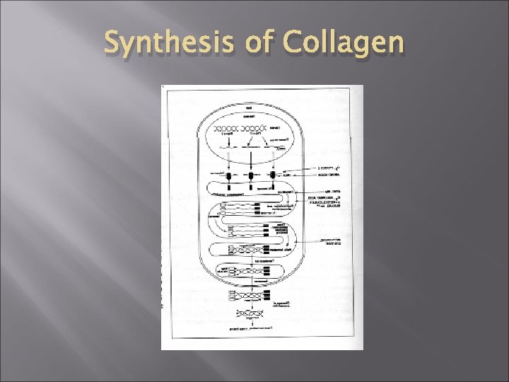 Synthesis of Collagen 