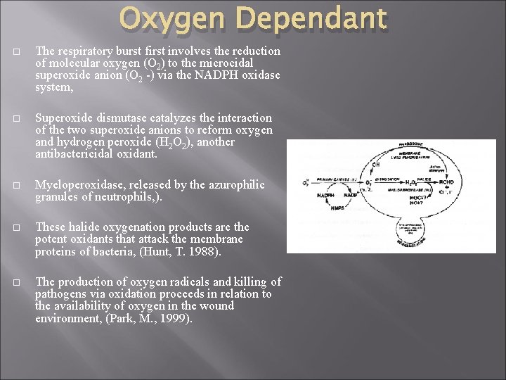 Oxygen Dependant The respiratory burst first involves the reduction of molecular oxygen (O 2)