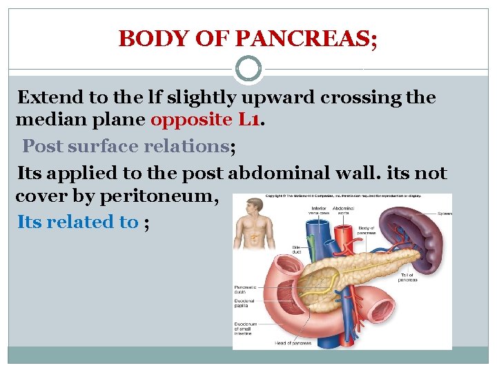 BODY OF PANCREAS; Extend to the lf slightly upward crossing the median plane opposite