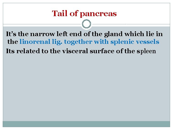 Tail of pancreas It’s the narrow left end of the gland which lie in