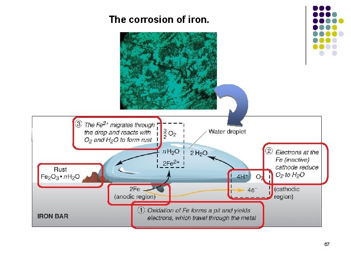 The corrosion of iron. 67 