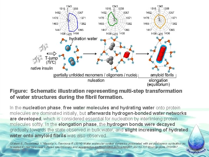 Figure: Schematic illustration representing multi-step transformation of water structures during the fibril formation. In