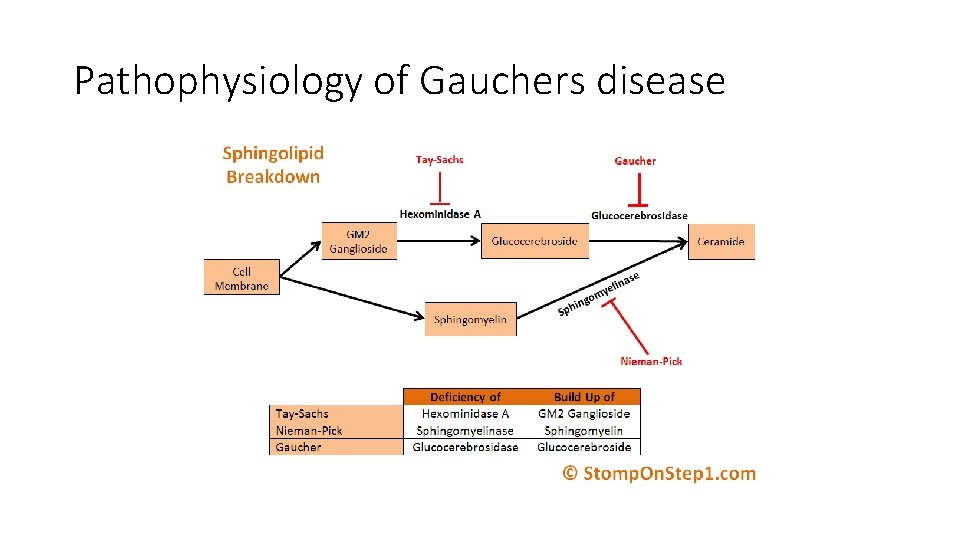 Pathophysiology of Gauchers disease 