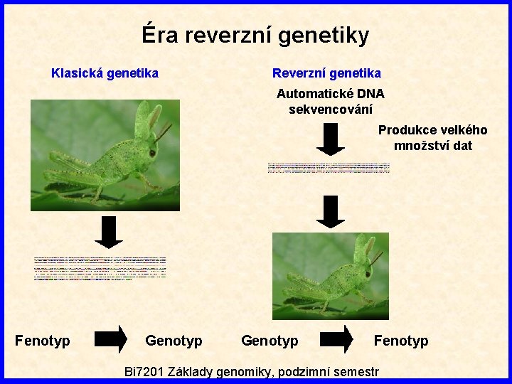 Éra reverzní genetiky Klasická genetika Reverzní genetika Automatické DNA sekvencování Produkce velkého množství dat