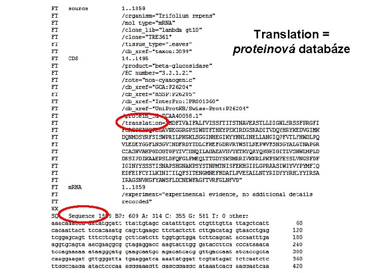 Translation = proteinová databáze 