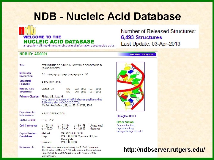 NDB - Nucleic Acid Database http: //ndbserver. rutgers. edu/ 