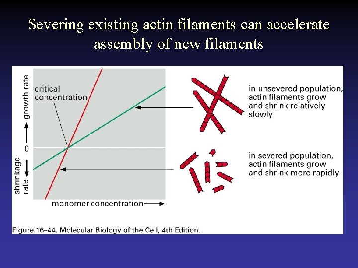 Severing existing actin filaments can accelerate assembly of new filaments 