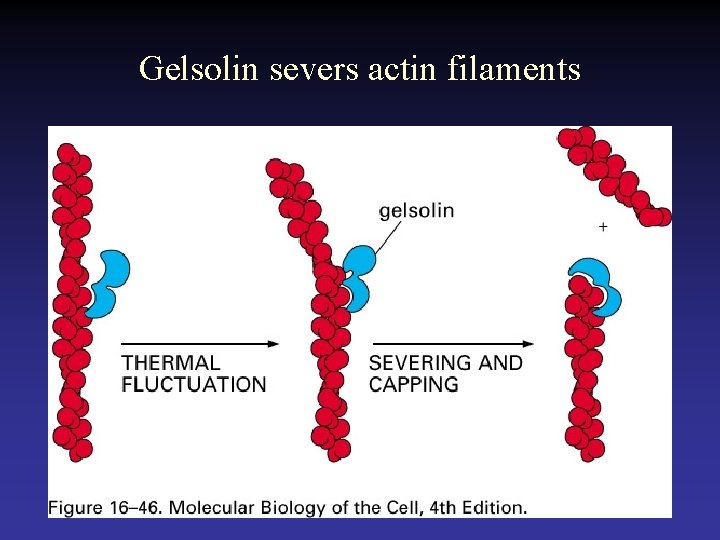 Gelsolin severs actin filaments 