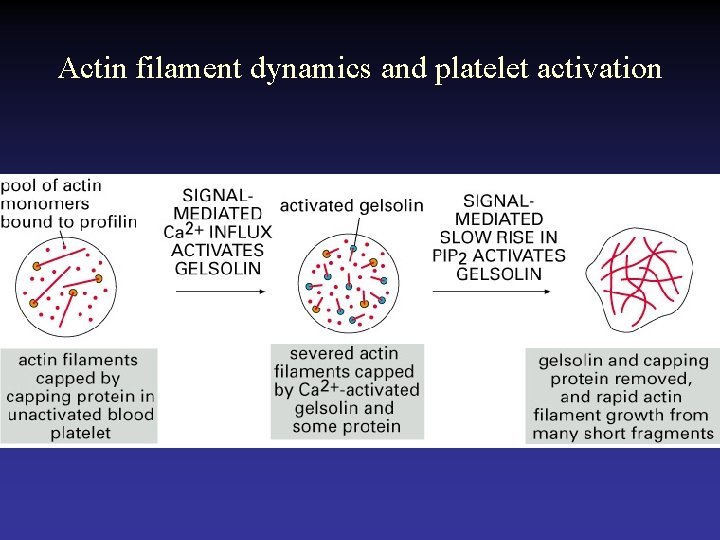 Actin filament dynamics and platelet activation 