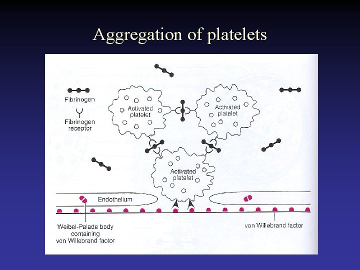 Aggregation of platelets 