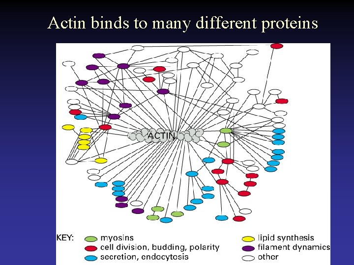 Actin binds to many different proteins 