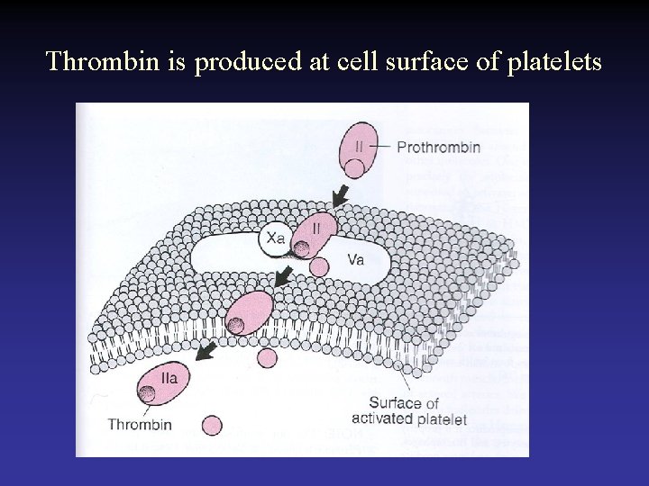 Thrombin is produced at cell surface of platelets 