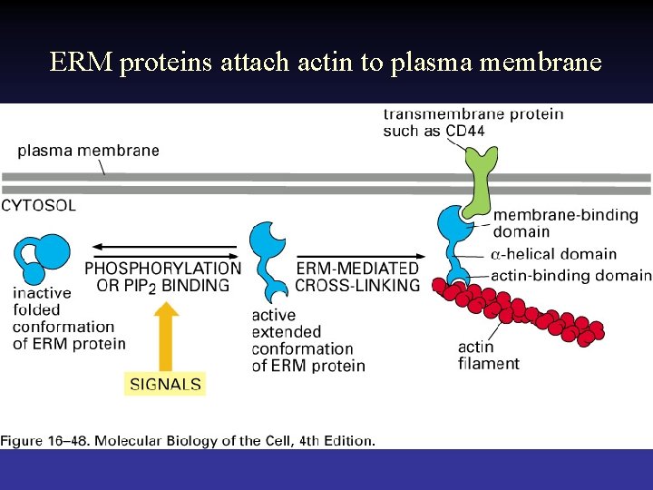 ERM proteins attach actin to plasma membrane 