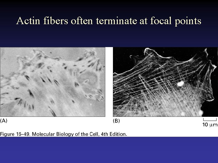 Actin fibers often terminate at focal points 