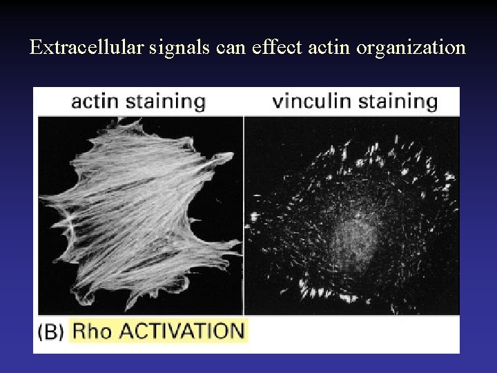 Extracellular signals can effect actin organization 