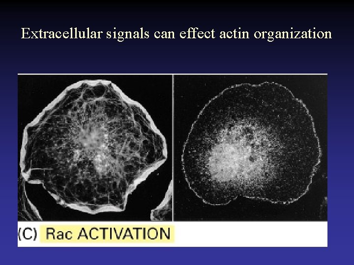 Extracellular signals can effect actin organization 