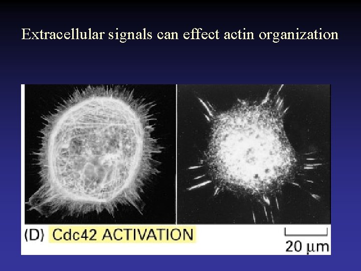 Extracellular signals can effect actin organization 