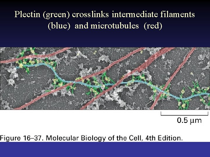 Plectin (green) crosslinks intermediate filaments (blue) and microtubules (red) 