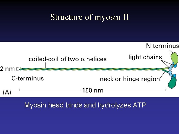 Structure of myosin II Myosin head binds and hydrolyzes ATP 