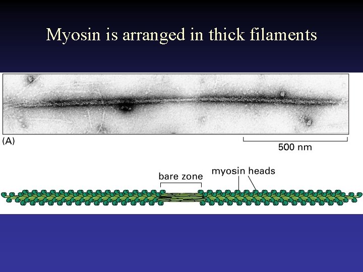 Myosin is arranged in thick filaments 