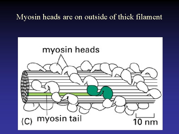 Myosin heads are on outside of thick filament 
