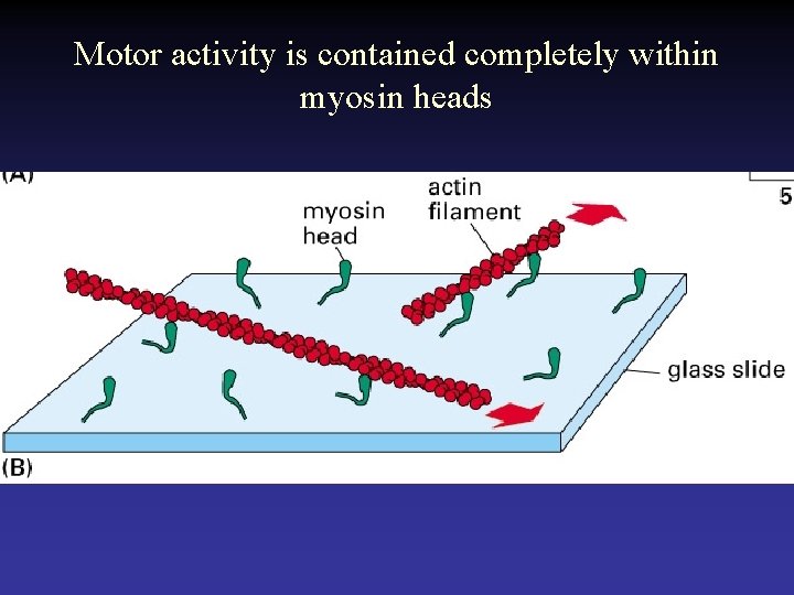 Motor activity is contained completely within myosin heads 